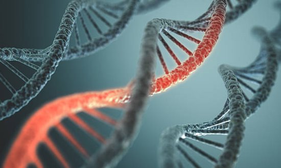 ต้องการวิตามินบี 6 เพื่อสร้างสารพันธุกรรม ( DNA และ RNA) 